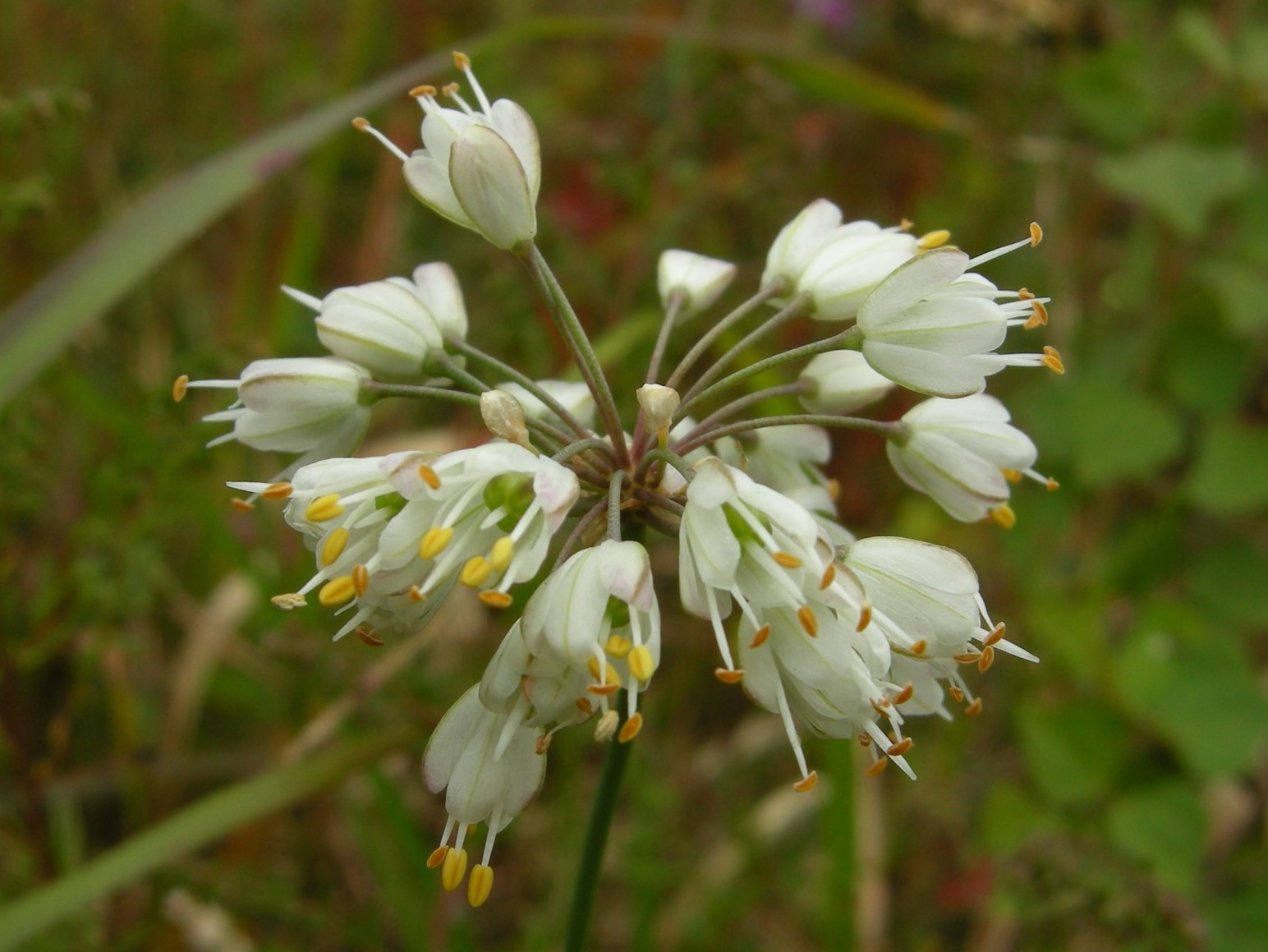 20．《ヤマラッキョウ（山辣韭）》 | ニッセイ緑の財団ニュース